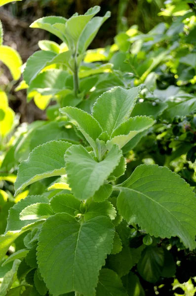 Hojas Verdes Frescas Ocimum Bacilicum —  Fotos de Stock