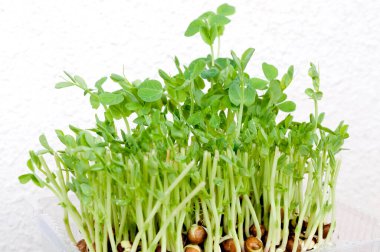 Beyaz arkaplanda büyüyen bezelye filizleri