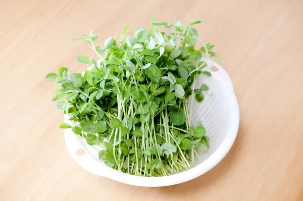 Harvested Pea Sprouts White Plastic Colander — Foto Stock