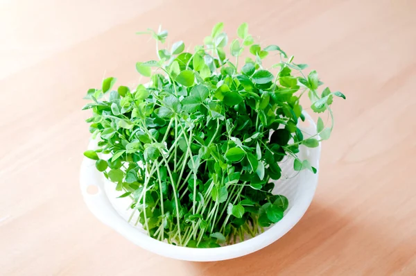 Harvested Pea Sprouts White Plastic Colander — Foto Stock