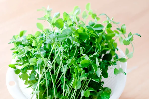 Harvested Pea Sprouts White Plastic Colander — Foto Stock