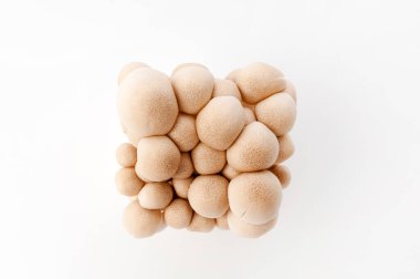 Beyaz arkaplanda kahverengi kayın mantarı