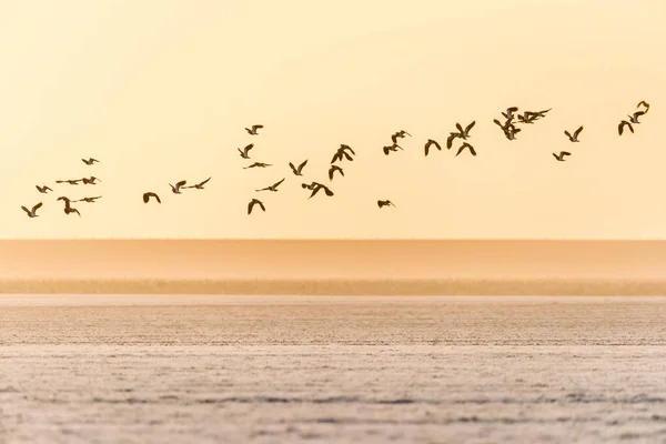 Skupina Severních Křídel Létá Během Zimy Nad Zamrzlým Polem Nizozemí — Stock fotografie