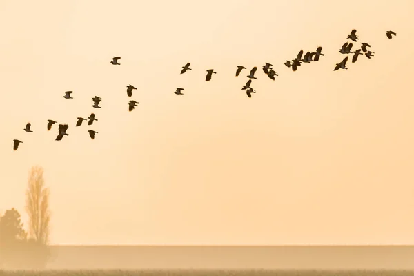 オランダの日没の間に北の羽ばたきのグループがオレンジの空に向かって飛んでいる — ストック写真