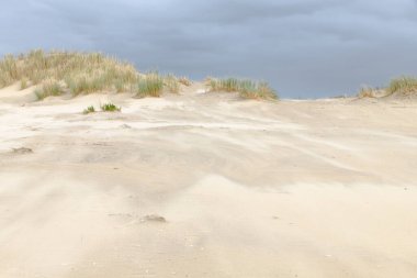 Kum Hollanda kıyılarında kumullar oluşturarak kumsalın üzerinden esiyor. Kumulların tepesinde marram otları yetişiyor..