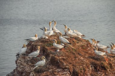Adanın Helgoland, Almanya, vahşi geçirme gannets davranışını,