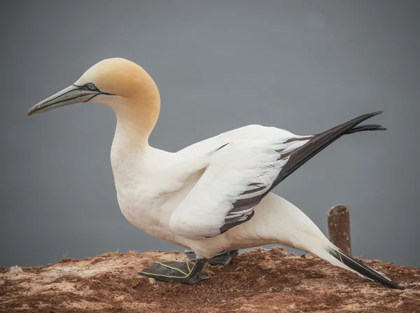 Comportement des frelons migrateurs sauvages sur l'île Helgoland, Allemagne , — Photo