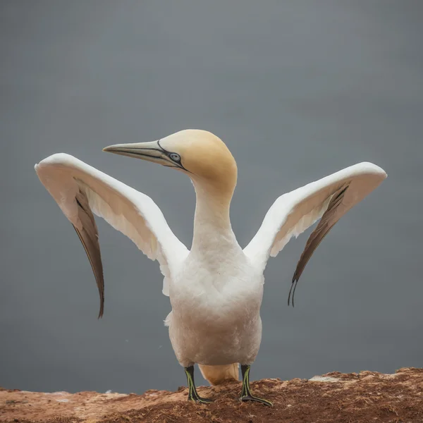 Zachowanie dzikich morskich migracji na wyspie Helgoland, Germany, — Zdjęcie stockowe