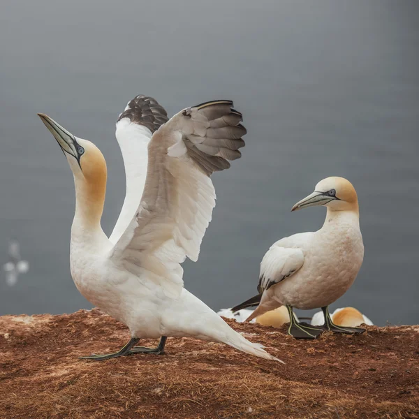 Comportamiento de los alcatraces migratorios salvajes en la isla Helgoland, Alemania , —  Fotos de Stock