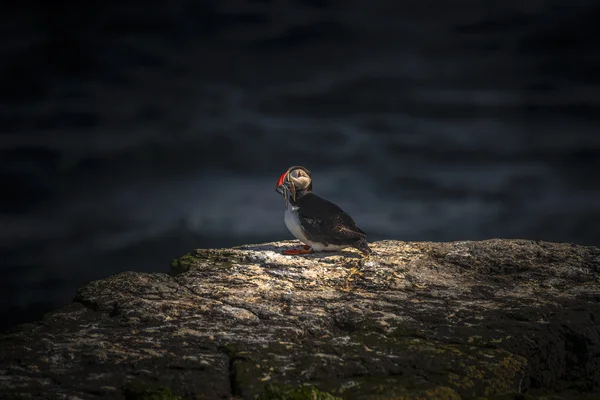 Icelandic puffins at remote islands on Iceland, summer time, 201 — Stock Photo, Image