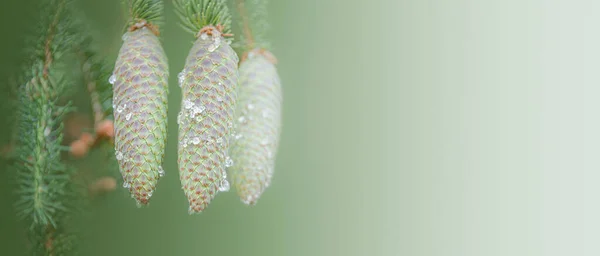 Banner Com Três Cones Perfeitos Árvore Abeto Verde Com Resina — Fotografia de Stock