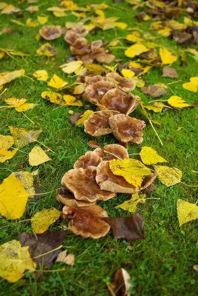 Grzyby Pokryte Opadłymi Jesiennymi Liśćmi Zielonej Ale Trawiastej Trawie Parku — Zdjęcie stockowe