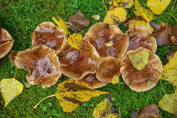 Champiñones Cubiertos Hojas Caídas Otoño Verde Pero Hierba Parque Ciudad — Foto de Stock