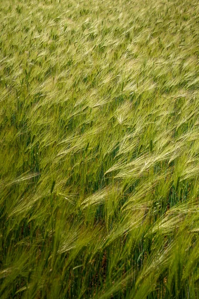 Ландшафт Зелёных Желтых Пшеничных Полей Волной Света Летом Фон Детали — стоковое фото
