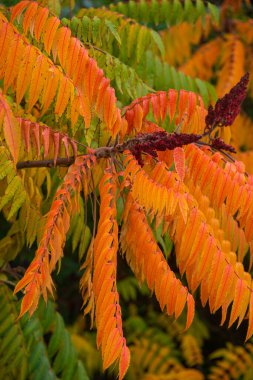 Altın sonbahar renklerinde eğreltiotu gibi güzel ılıman orman yaprakları arka plan olarak alevi andırıyor, ayrıntılar, yakın çekim.