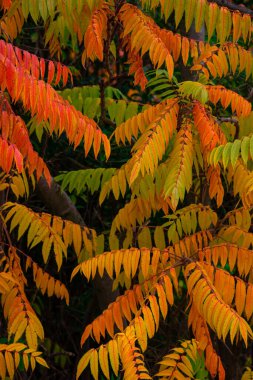 Beautiful temperate forest leaves like fern in golden Autumn colors resembling fire flame as a background, details, closeup clipart