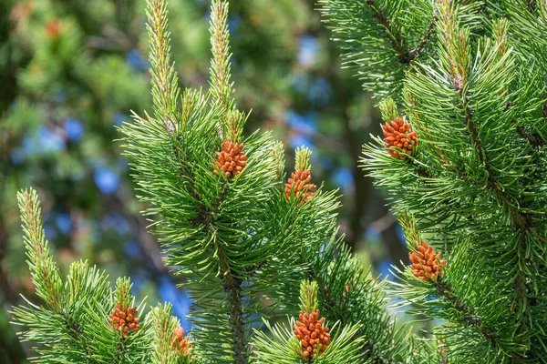 Hermoso Árbol Abeto Verde Con Pequeños Conos Marrones Jóvenes Primer —  Fotos de Stock