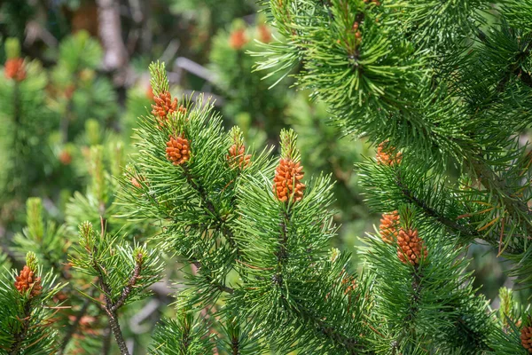 Árvore Abeto Selvagem Verde Bonita Com Pequenos Cones Marrons Jovens — Fotografia de Stock