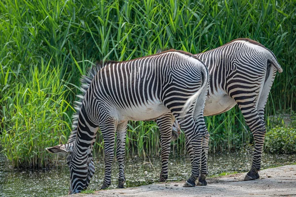 Dos Cebras Africanas Bebiendo Agua Pequeña Laguna Primer Plano Detalles — Foto de Stock