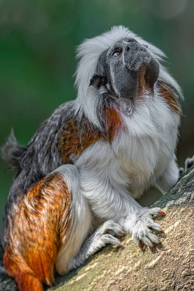 Portrait Singe Marmouset Geoffroy Drôle Coloré Brésil Jungles Amazoniennes Adulte — Photo