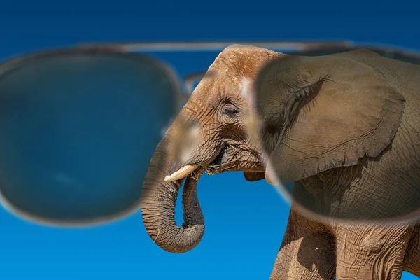 Énorme Puissant Éléphant Afrique Avec Défenses Fond Dégradé Bleu Foncé — Photo