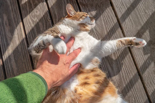 Портрет Обычного Большого Жирного Счастливого Кота Играющего Рукой Владельца Крупным — стоковое фото