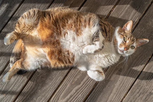 Portrait Gros Chat Mâle Heureux Gras Jouissant Lumière Soleil Avec — Photo