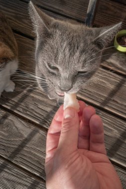 Rus Mavisi 'nin portresi. Küçük dişi kedi. Taze bir balık yiyor..