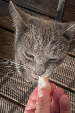 Rus Mavisi 'nin portresi. Küçük dişi kedi. Taze bir balık yiyor..