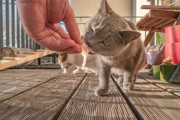 Portrait of two domestic cats eating a fresh piece of fish, one big cat at the background, while the other, Russian Blue is eating as crazy in front ground, closeup, details.