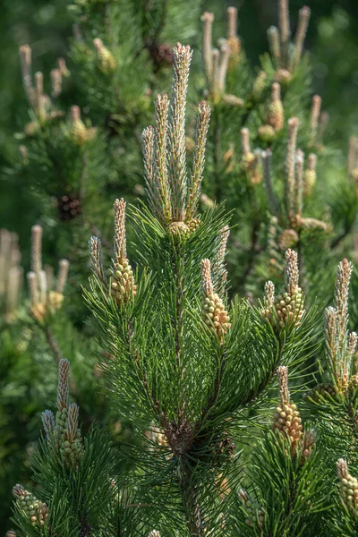 Bel Épinette Sauvage Verte Avec Petits Cônes Colorés Gros Plan — Photo