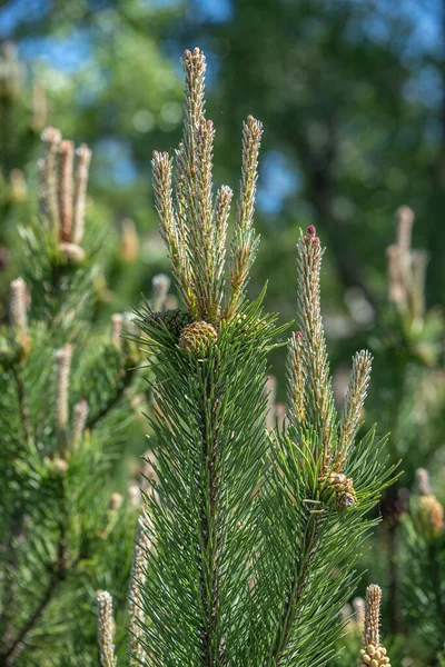 Beautiful Green Wild Spruce Tree Small Young Colorful Cones Closeup — Stock Photo, Image