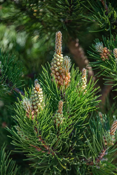 Beautiful Green Wild Spruce Tree Small Young Colorful Cones Closeup — Stock Photo, Image