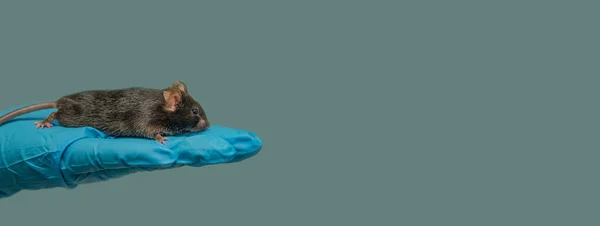 Futuristic banner with laboratory black mouse sitting at a person hand in a cool blue glove with solid turquoise color background, details, closeup, with copy space for text