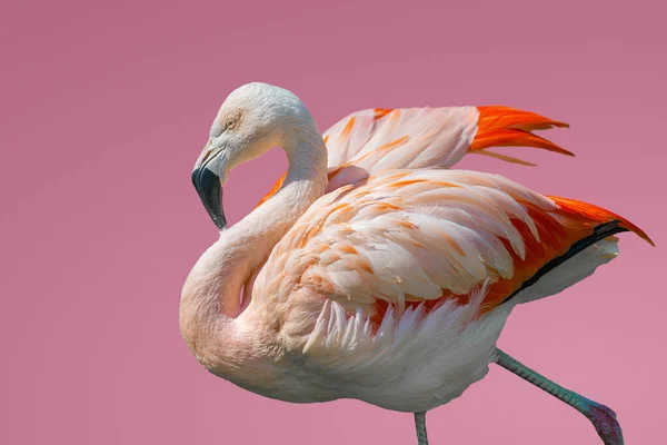 Flamingo Chileno Rosado Bonito Isolado Fundo Rosa Claro Liso Rosado — Fotografia de Stock