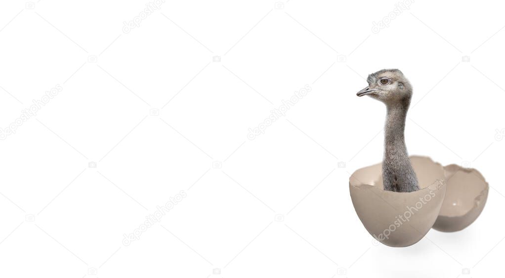 Young and funny ostrich hatching from the egg, isolated at white background with copy space for text.