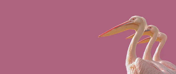3つのバラ色のペリカンを持つバナーは テキスト用のコピースペースを備えた滑らかなグラデーションのバラ色またはピンクの背景で完全に対称に並んでいます 日付と魅力的なコンセプト — ストック写真