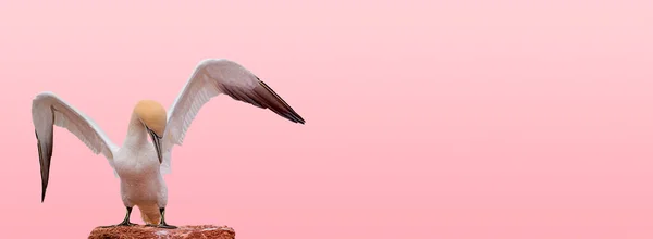 Banner Single Beautiful North Atlantic Gannet Bird Open Wings Red — Stock Photo, Image