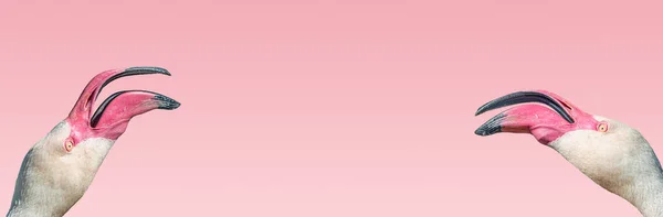 Баннер Двумя Розовыми Фламинго Эмоционально Спорить Друг Другом Изолированы Гладком — стоковое фото
