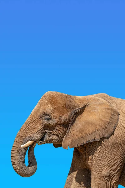 Portada Con Retrato Enorme Poderoso Elefante Africano Con Colmillos Fondo —  Fotos de Stock