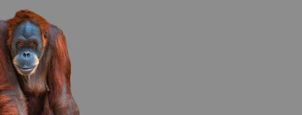 テキスト 詳細のためのコピースペースと固体灰色の背景に面白いとかわいいカラフルなアジアのオランウータンの肖像画とバナー 絶滅の危機にある動物の概念保全と保護 — ストック写真
