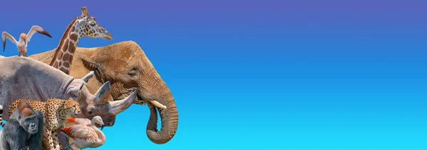 Banner with most vulnerable wildlife animals in Africa, rhino, cheetah, gorilla, giraffe, elephant, seabirds and flamingo at blue sky gradient background with copy space for text, closeup, details