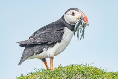 Kuzey Atlantik martısı, Faroe Adası Mykines 'de gagasında ringa balığı var, yaz sonu, yakın plan.