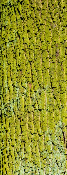 Casca Tronco Árvore Floresta Antiga Verde Colorido Coberto Com Líquen — Fotografia de Stock