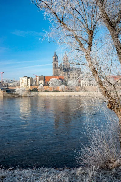 Magdeburg Historiska Centrum Vinter Med Isiga Träd Och Blå Himmel — Stockfoto