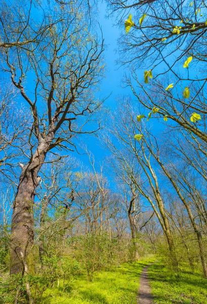 Gelukkig Bos Aan Het Begin Van Lente Bedekt Met Mos — Stockfoto