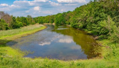 Panoramik manzara, zarif, sessiz bir kuğu göl kenarında bahar sabahının sonlarında etrafı karışık ormanlarla çevrili, Almanya, yakın plan, detaylar.