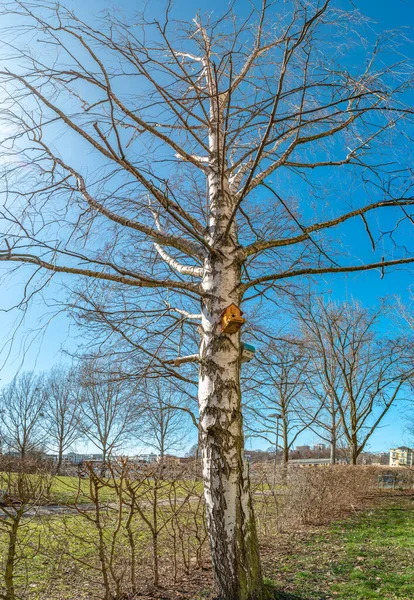 Vie of funny birdhouses at the old birch tree at early Spring at sunny day and blue sky