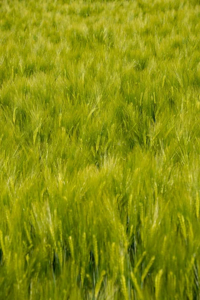 Красивый Сельский Пейзаж Зеленого Желтого Пшеничного Поля Волной Света Конце — стоковое фото