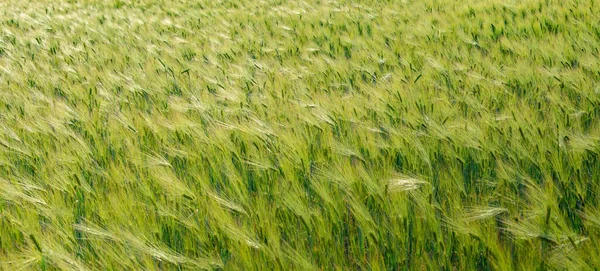 Панорама Красивого Сельскохозяйственного Ландшафта Зеленого Желтого Пшеничного Поля Волной Света — стоковое фото